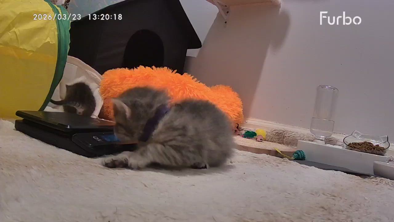 Enlarge Poached Egg, a Adoptable Tabby in Bronx, NY video 2/2