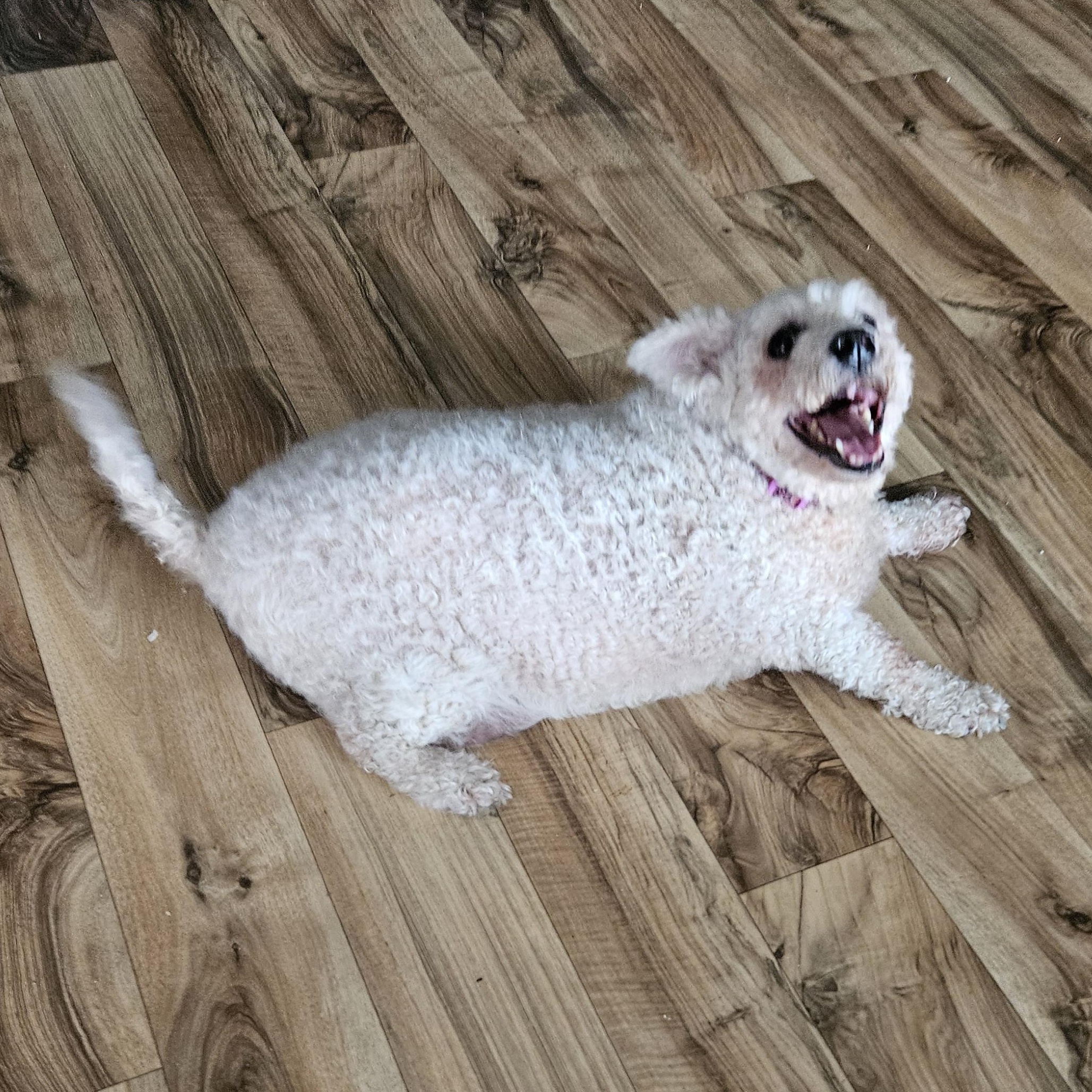 Enlarge Lamb Chop, an adoptable mixed breed in Raleigh, NC image 3/5