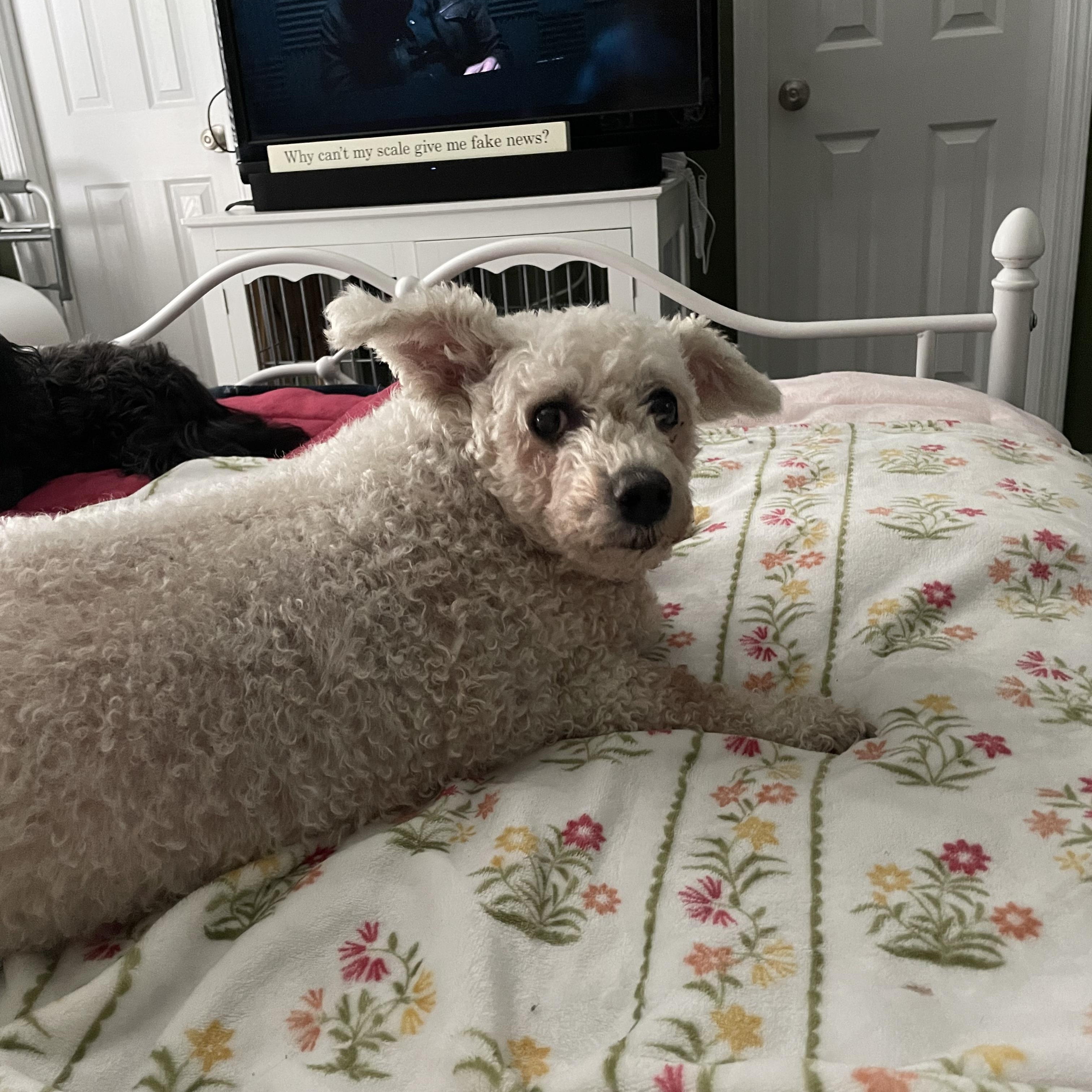 Enlarge Lamb Chop, an adoptable mixed breed in Raleigh, NC image 1/5
