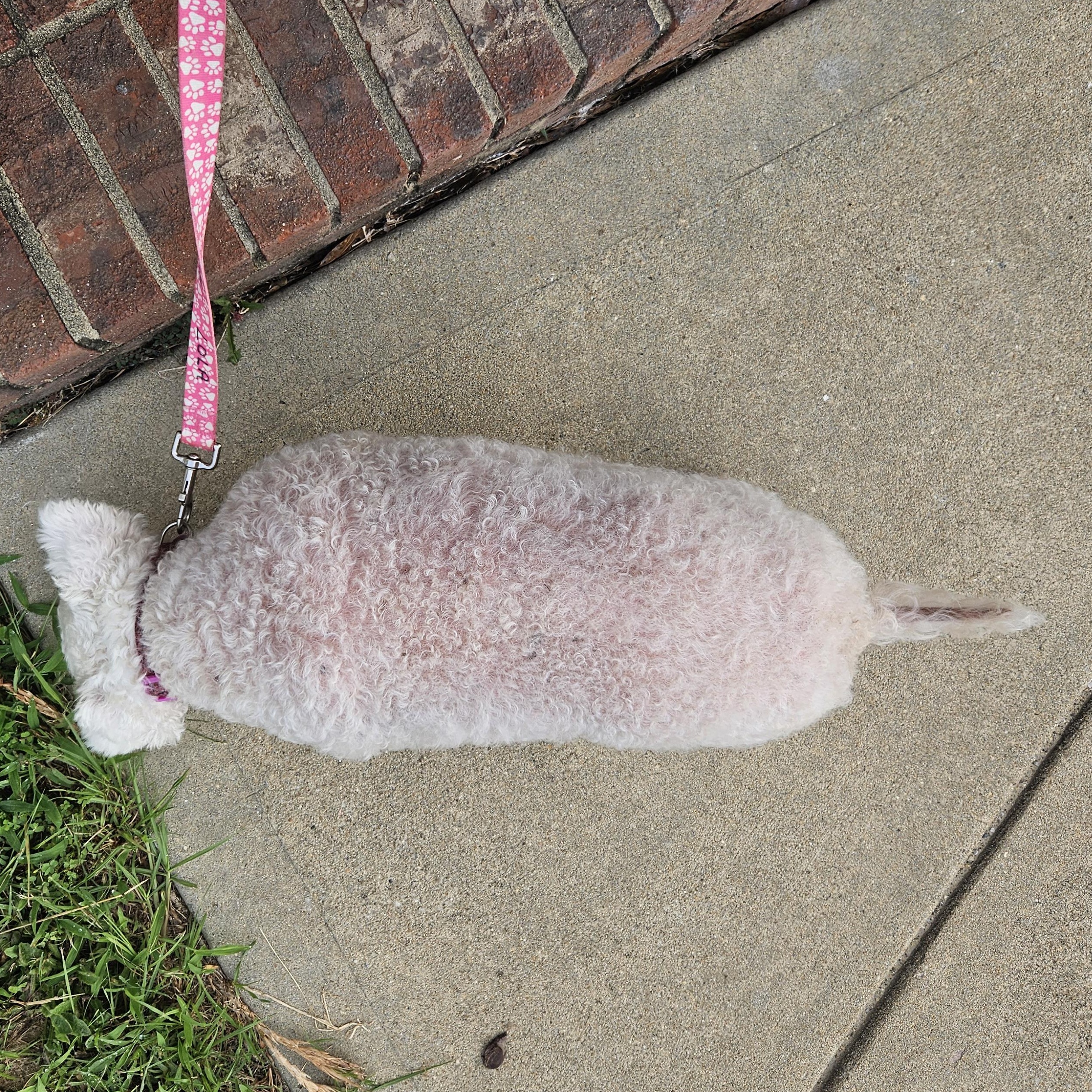 Enlarge Lamb Chop, an adoptable mixed breed in Raleigh, NC image 5/5