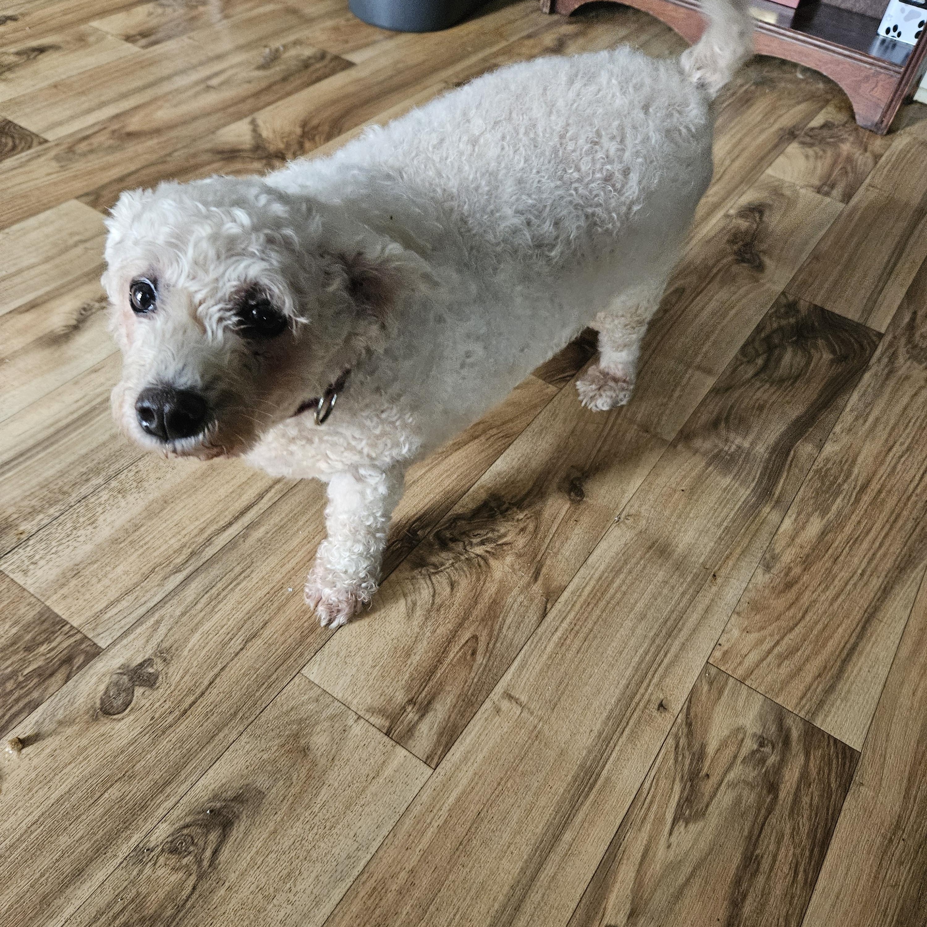 Enlarge Lamb Chop, an adoptable mixed breed in Raleigh, NC image 2/5