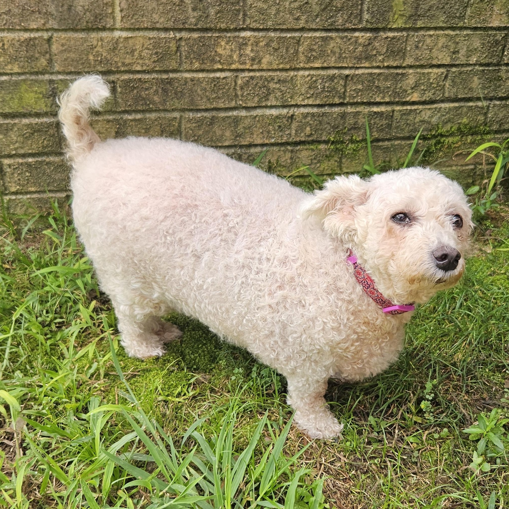 Enlarge Lamb Chop, an adoptable mixed breed in Raleigh, NC image 4/5