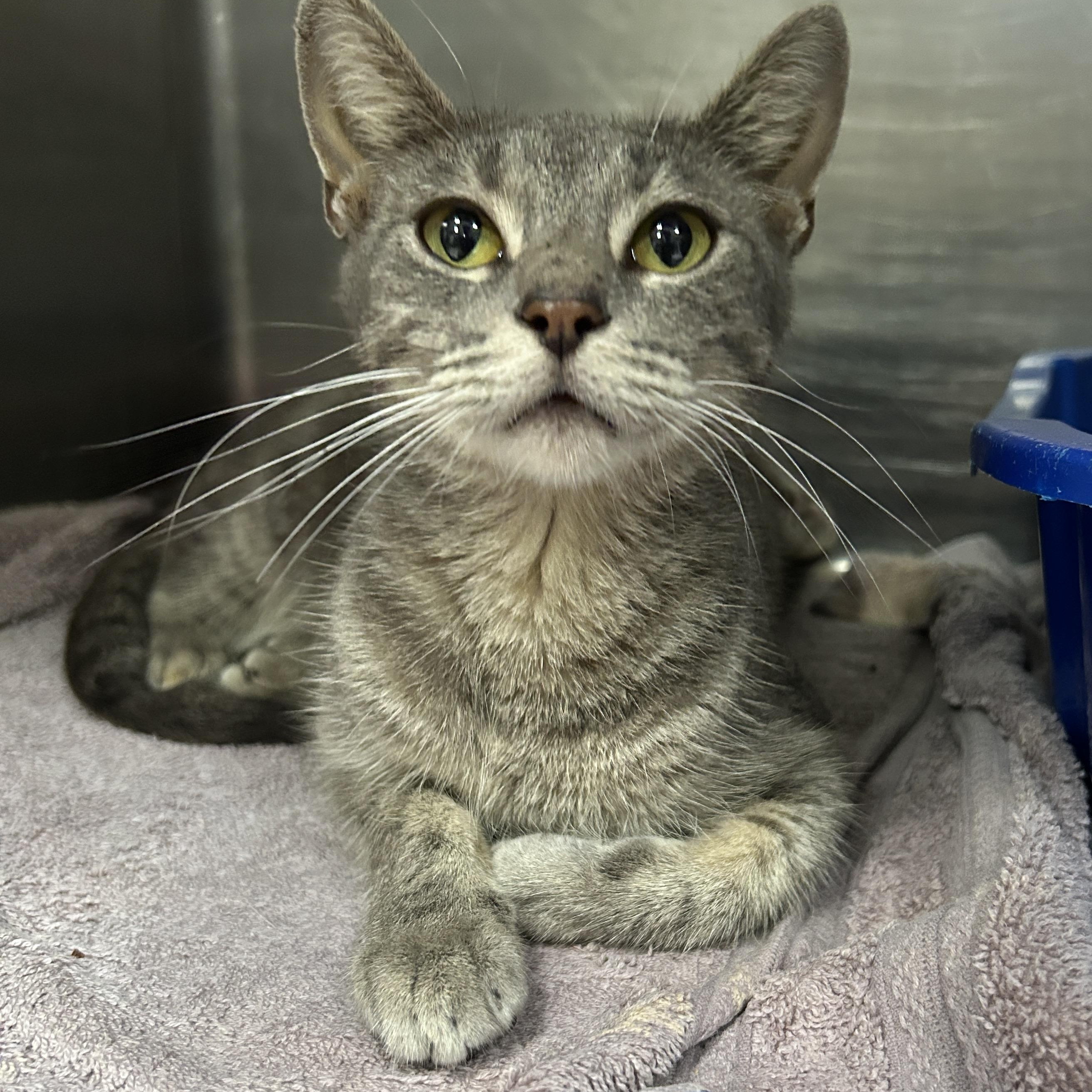 family cats　0331 Cat for adoption - Cruella, a Domestic Short Hair in La