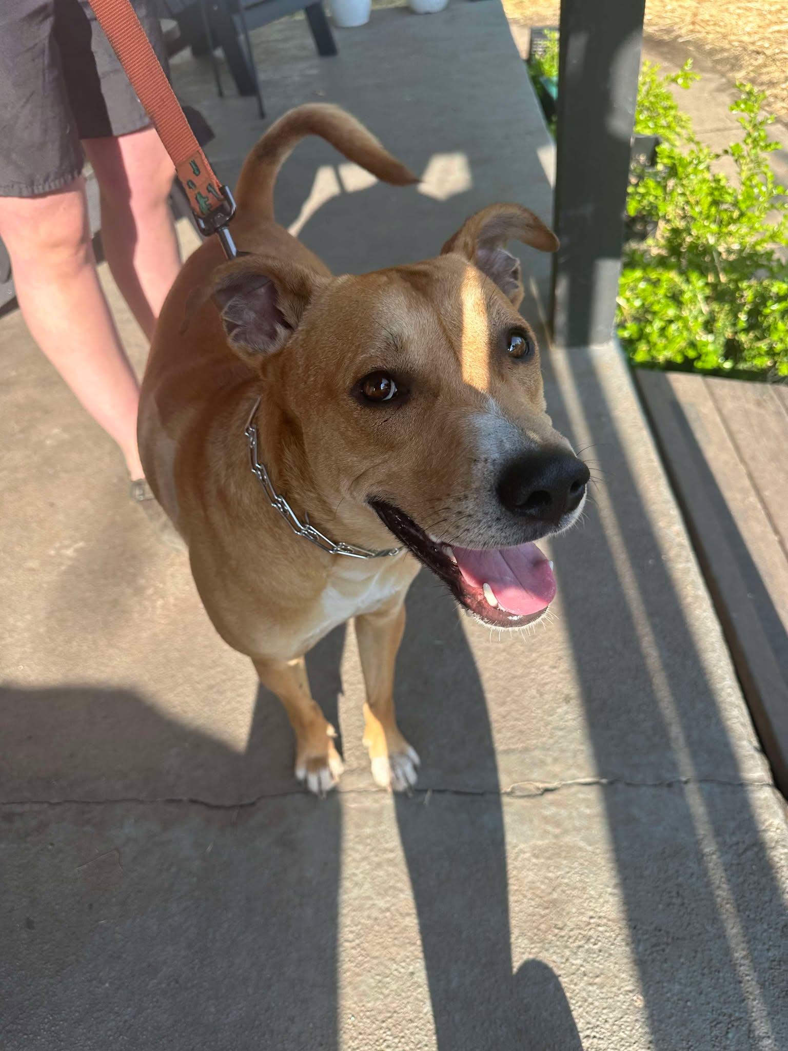 Floki, Young Male Pit Bull Terrier