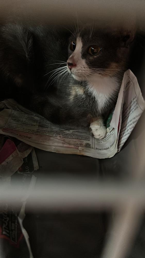 Cari, Adoptable, Young Female American Shorthair.
