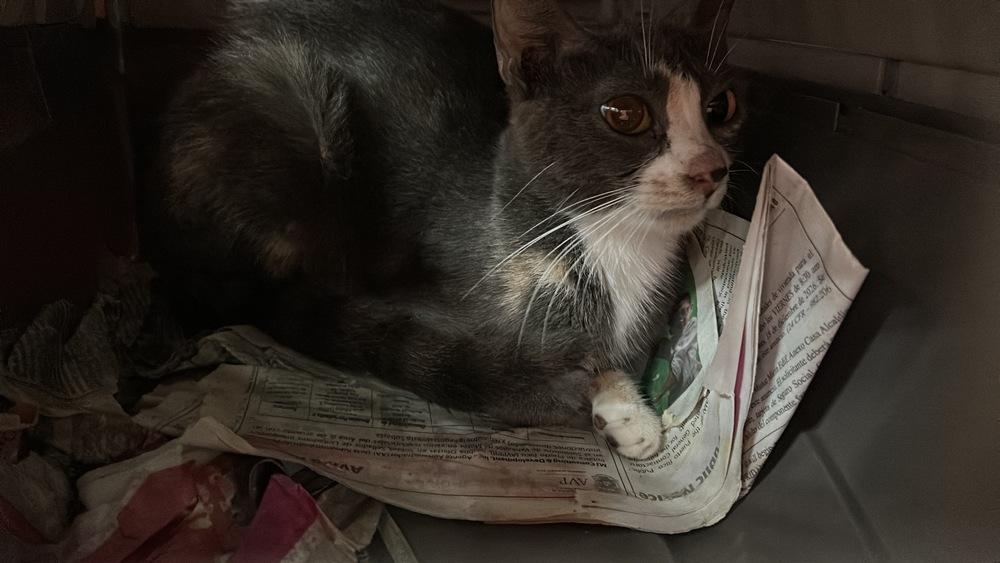 Enlarge Cari, a Adoptable mixed breed in Naranjito, PR image 3/4