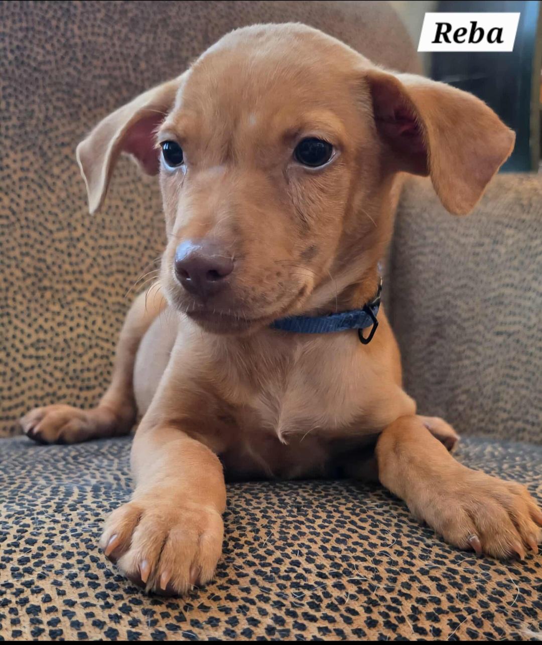 Enlarge Reba, a Adoptable mixed breed in Annandale, VA image 2/2