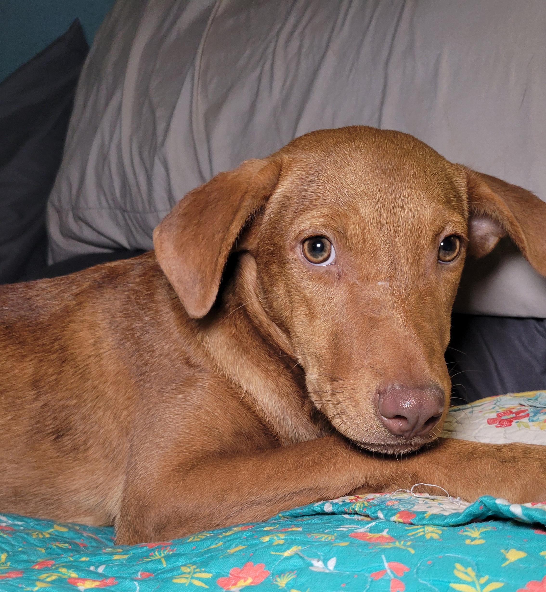 Enlarge Reba, a Adoptable mixed breed in Annandale, VA image 1/2