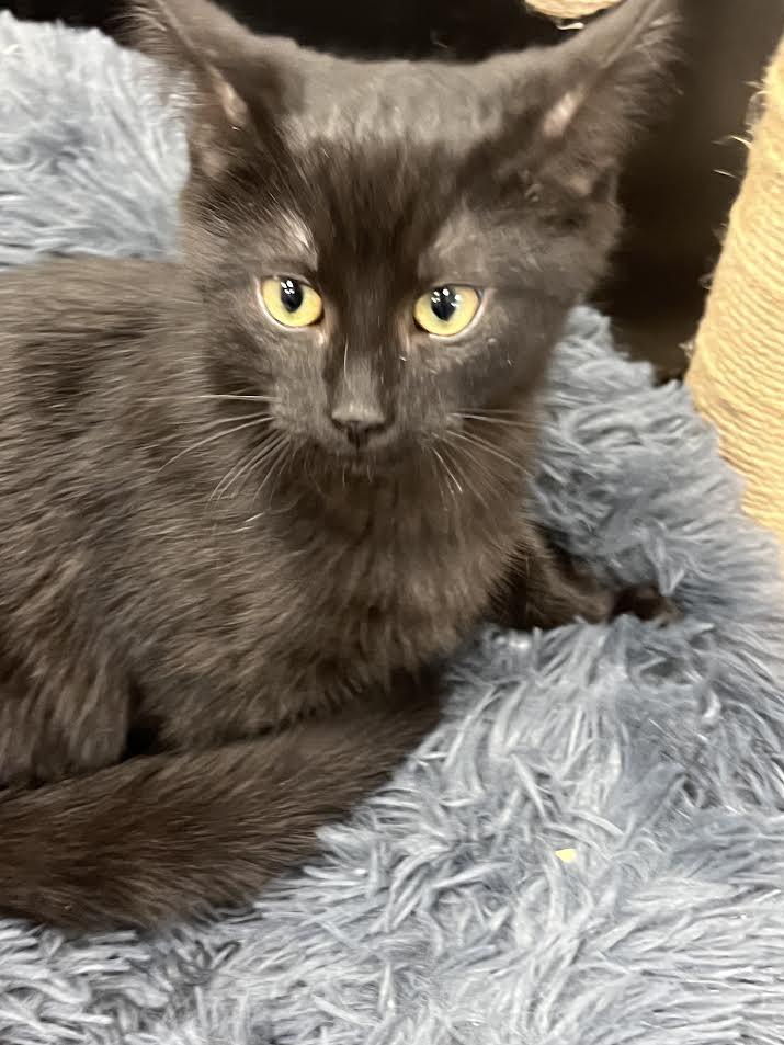 Enlarge Indigo , an adopted Domestic Medium Hair in South Elgin, IL image 2/2