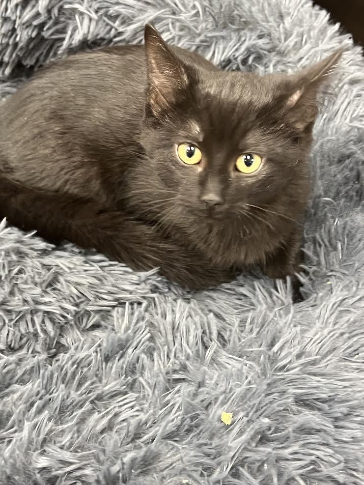 Indigo , adopted, Kitten Male Domestic Medium Hair.