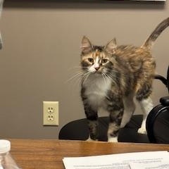 Enlarge Nessa, a Adoptable Calico in Danville, IL image 1/4