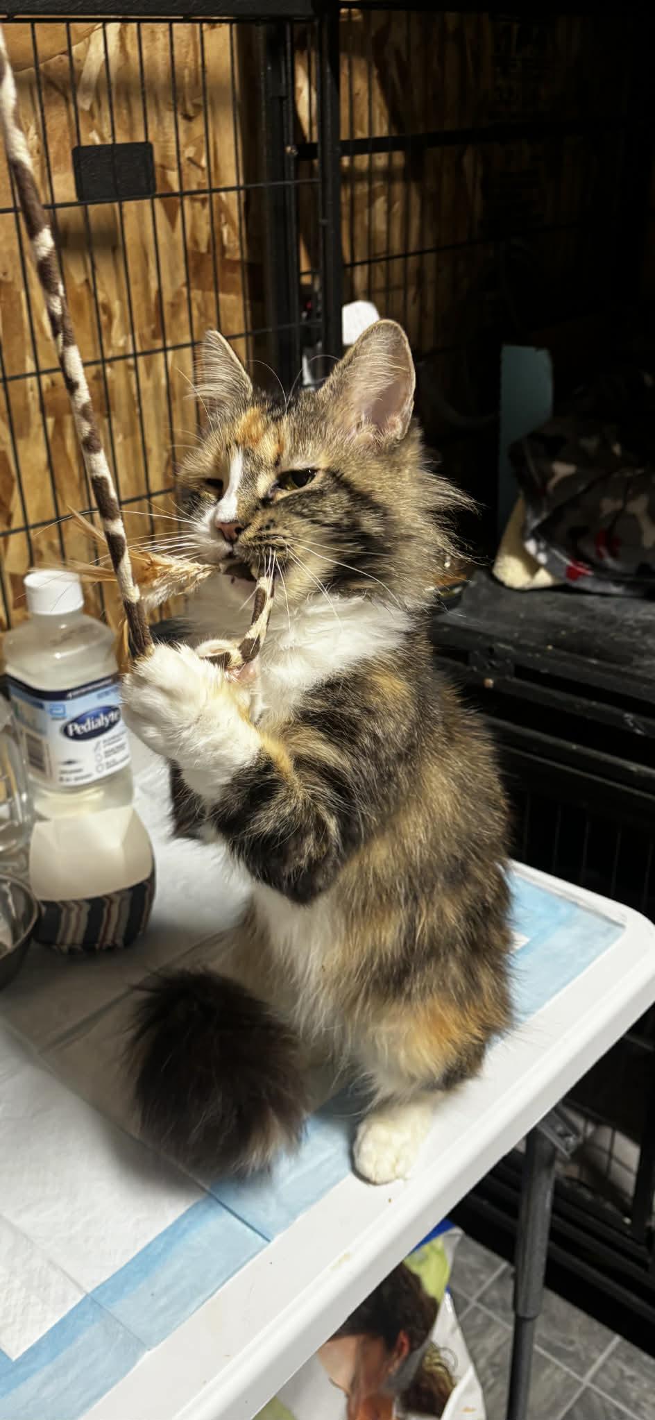Enlarge Nessa, a Adoptable Calico in Danville, IL image 3/4