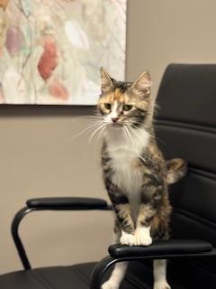 Enlarge Nessa, a Adoptable Calico in Danville, IL image 4/4