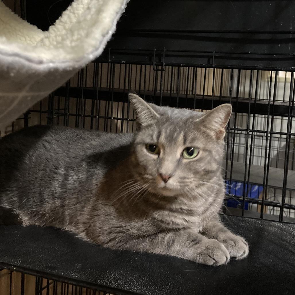 Enlarge Marceline, a Adoptable Domestic Short Hair in Marion, IL image 1/2