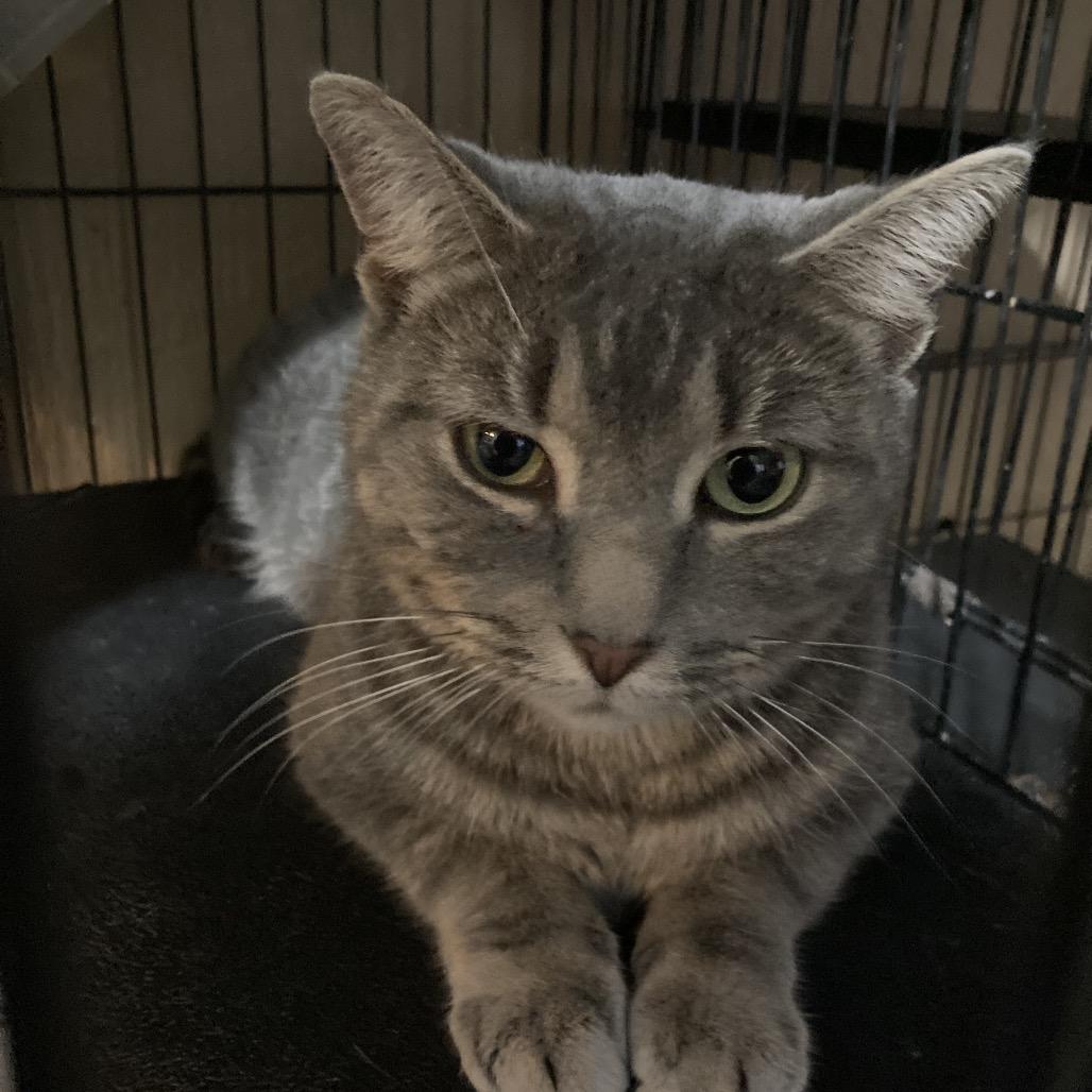 Enlarge Marceline, a Adoptable Domestic Short Hair in Marion, IL image 2/2