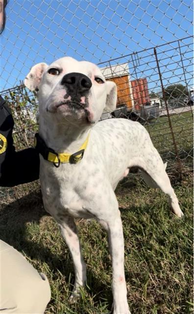 DAN, Adoptable, Adult Male Staffordshire Bull Terrier & Boxer.
