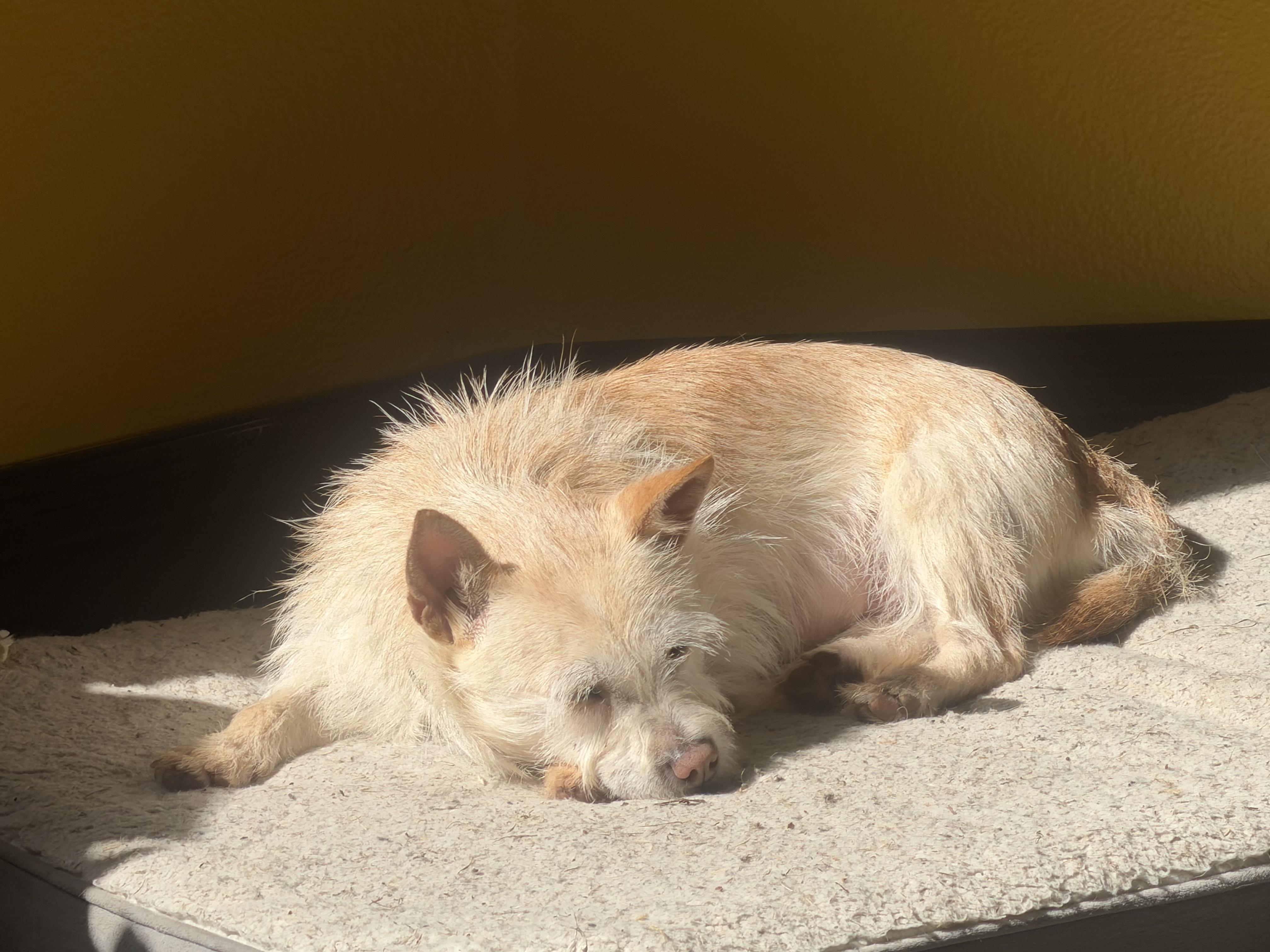 Darcy, Adoptable, Adult Female Terrier.