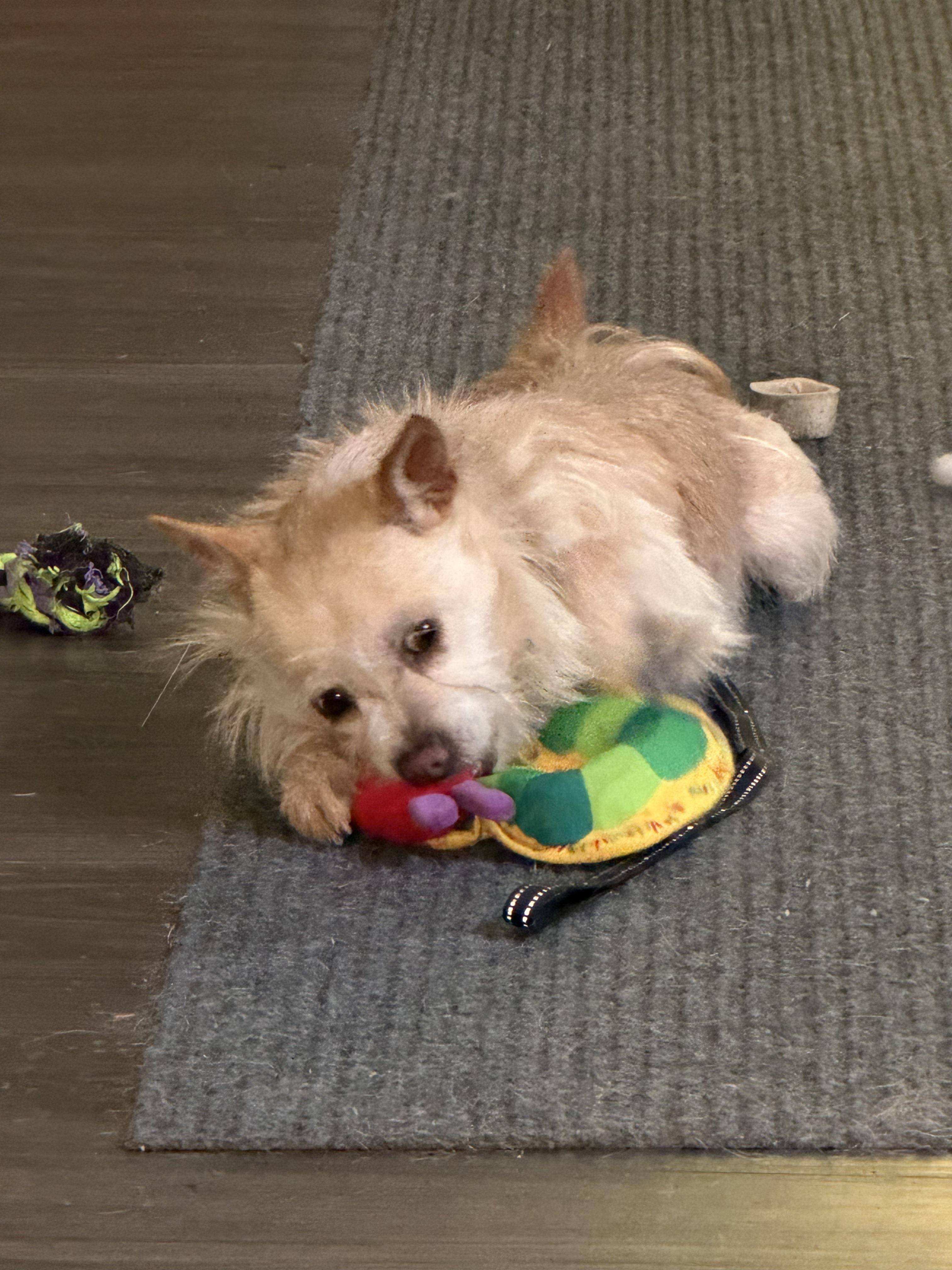 Enlarge Darcy, a Adoptable mixed breed in Long Beach, WA image 2/3
