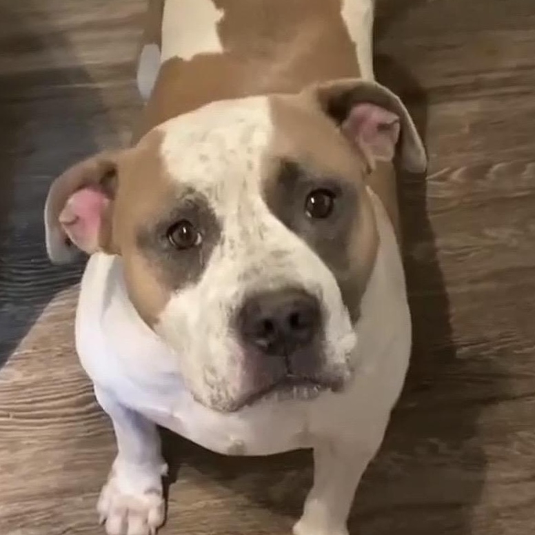 Buddy (20260820-02), adopted, Young Male Bulldog.