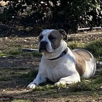 Buddy (20260820-02), an adopted mixed breed in Niagara on the Lake, ON image 4/6