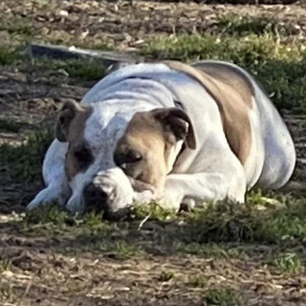 Buddy (20260820-02), an adopted mixed breed in Niagara on the Lake, ON image 6/6