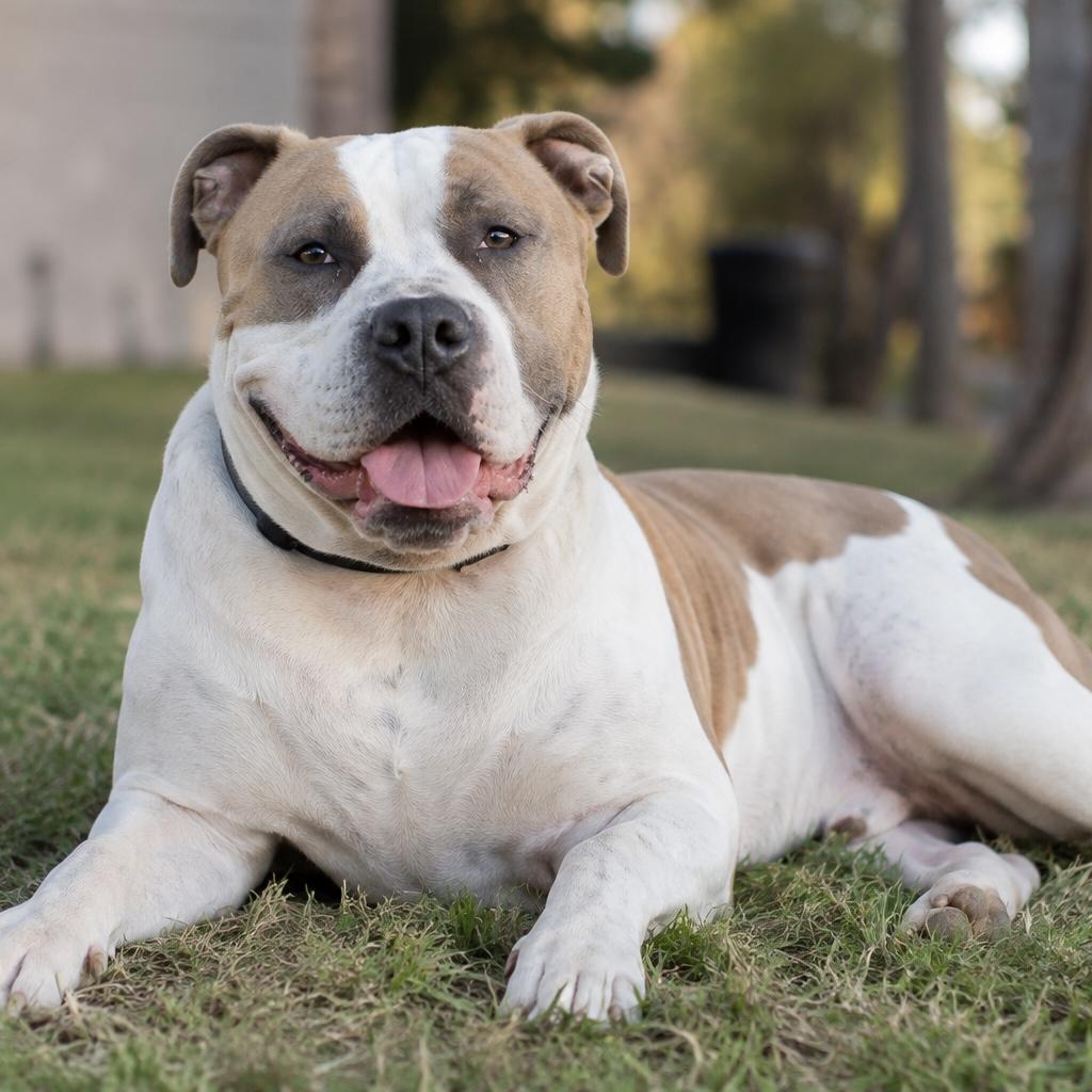 Buddy (20260820-02), an adopted mixed breed in Niagara on the Lake, ON image 2/6