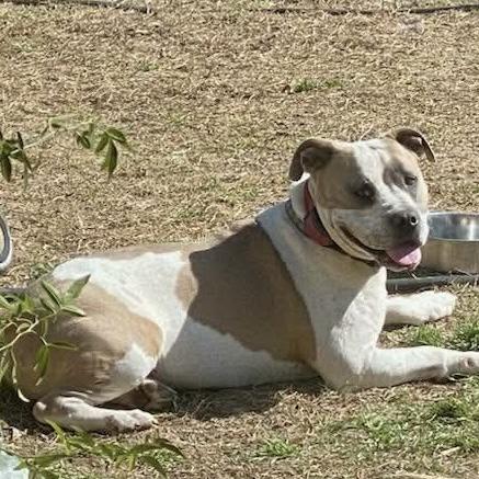 Buddy (20260820-02), an adopted mixed breed in Niagara on the Lake, ON image 5/6
