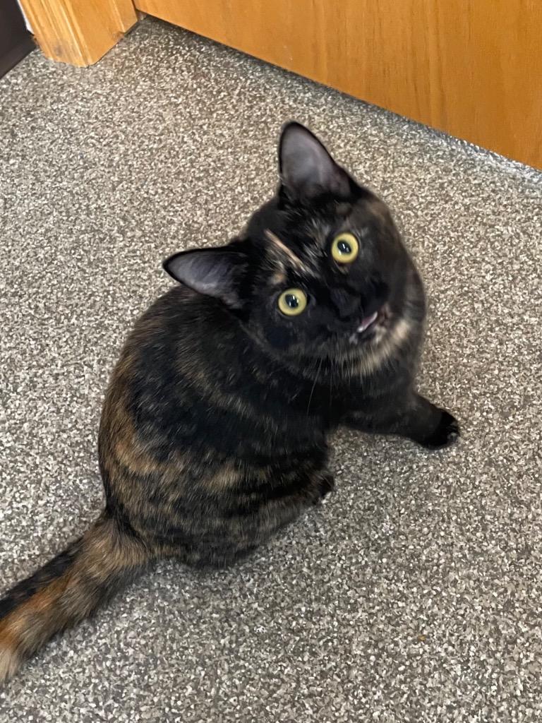 Ellie, Adoptable, Young Female Domestic Short Hair.