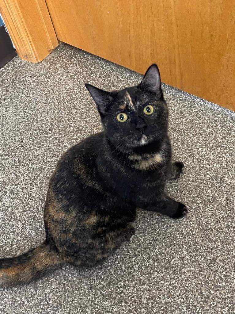 Ellie, a Adoptable mixed breed in Spooner, WI image 2/2