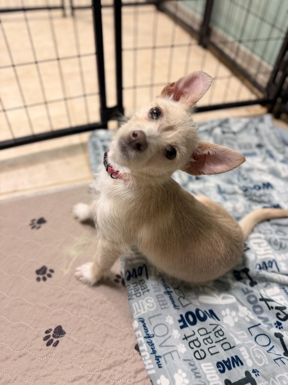 Enlarge Cinderella, an adopted Terrier in Mansfield, TX image 1/3