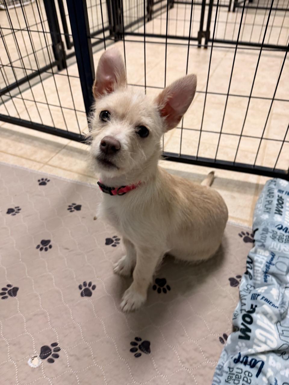 Enlarge Cinderella, an adopted Terrier in Mansfield, TX image 3/3