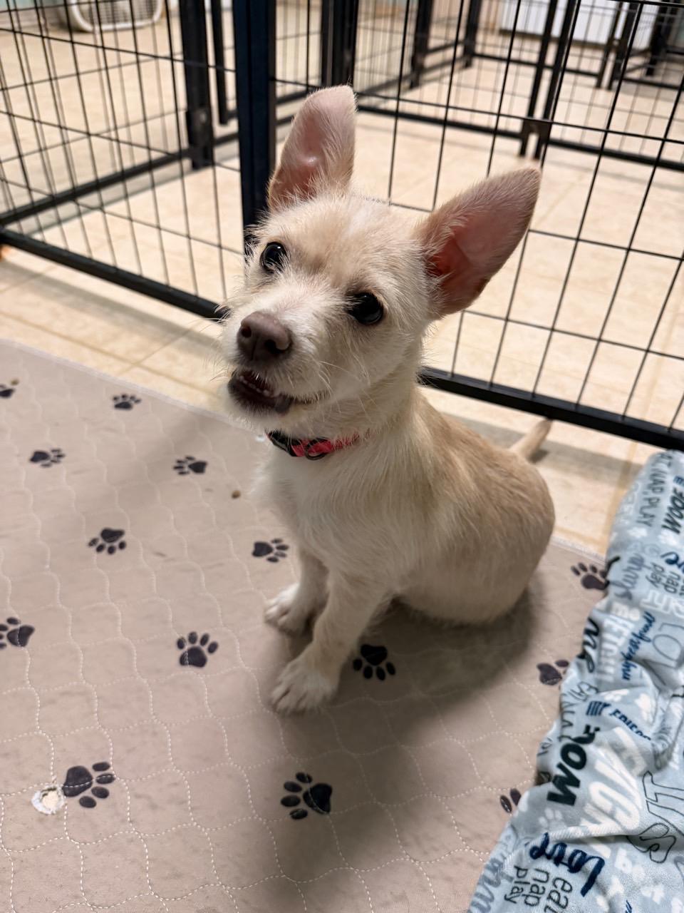 Enlarge Cinderella, an adopted Terrier in Mansfield, TX image 2/3