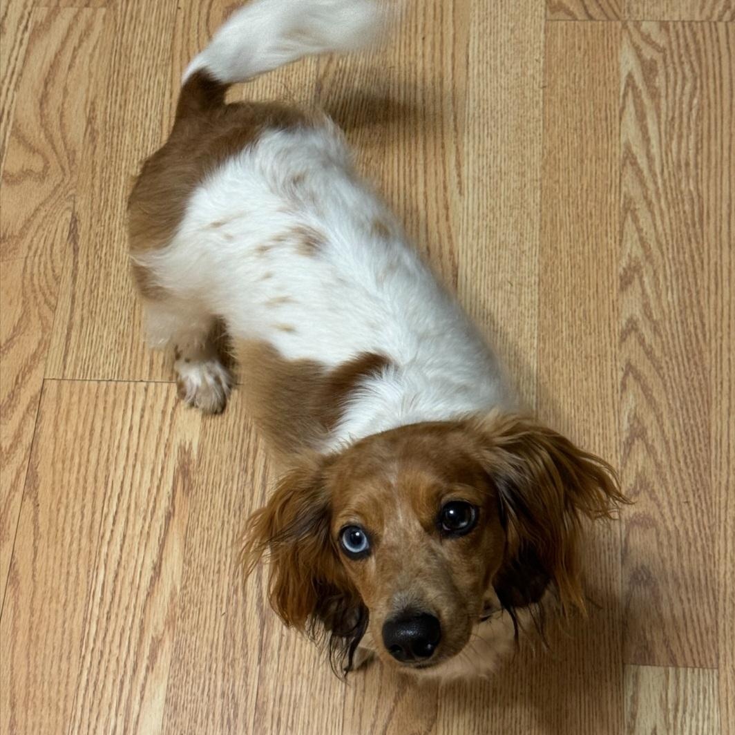 Maggie Mae, adopted, Adult Female Dachshund.
