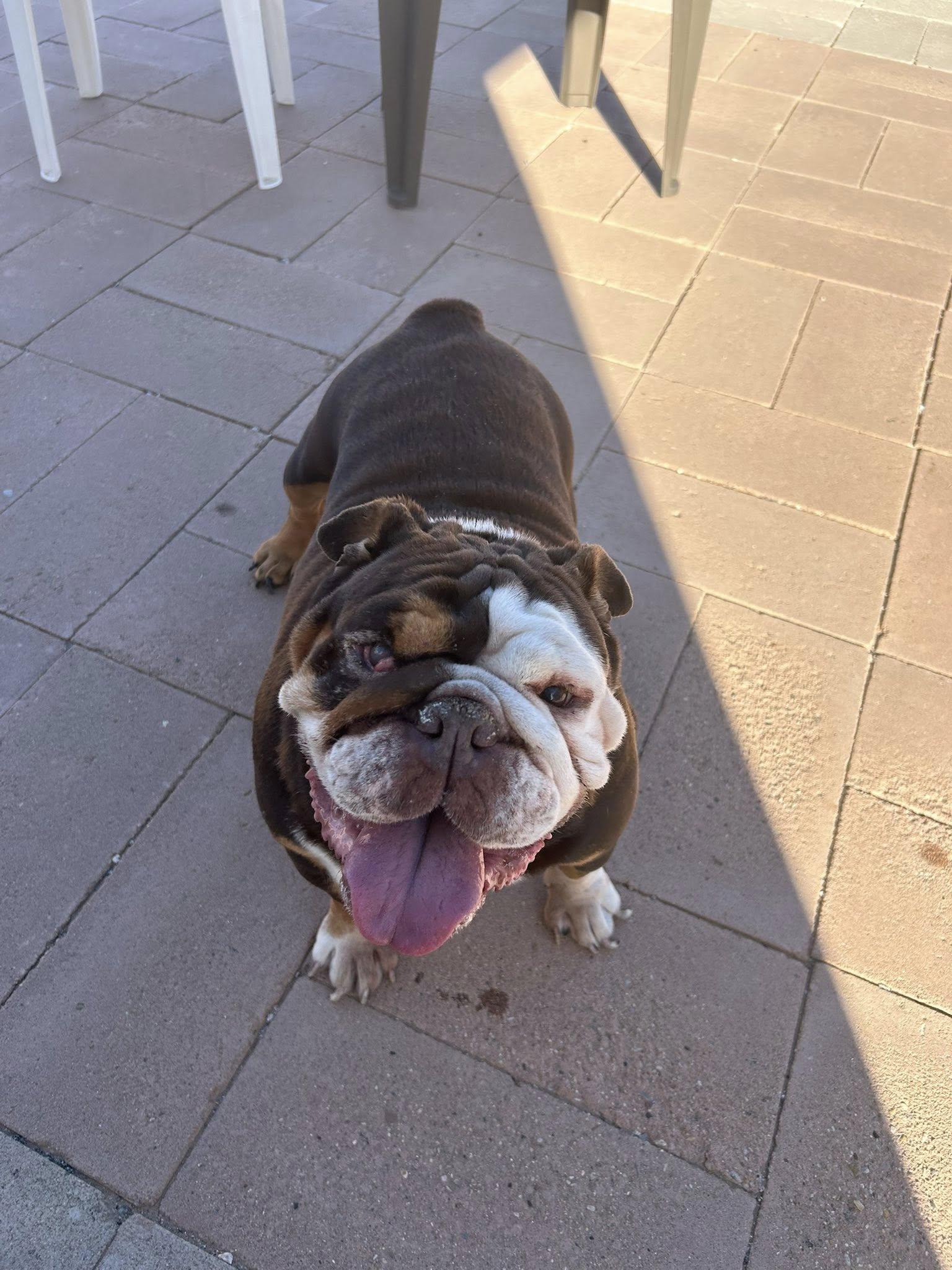 Lollipop A.K.A Poppy