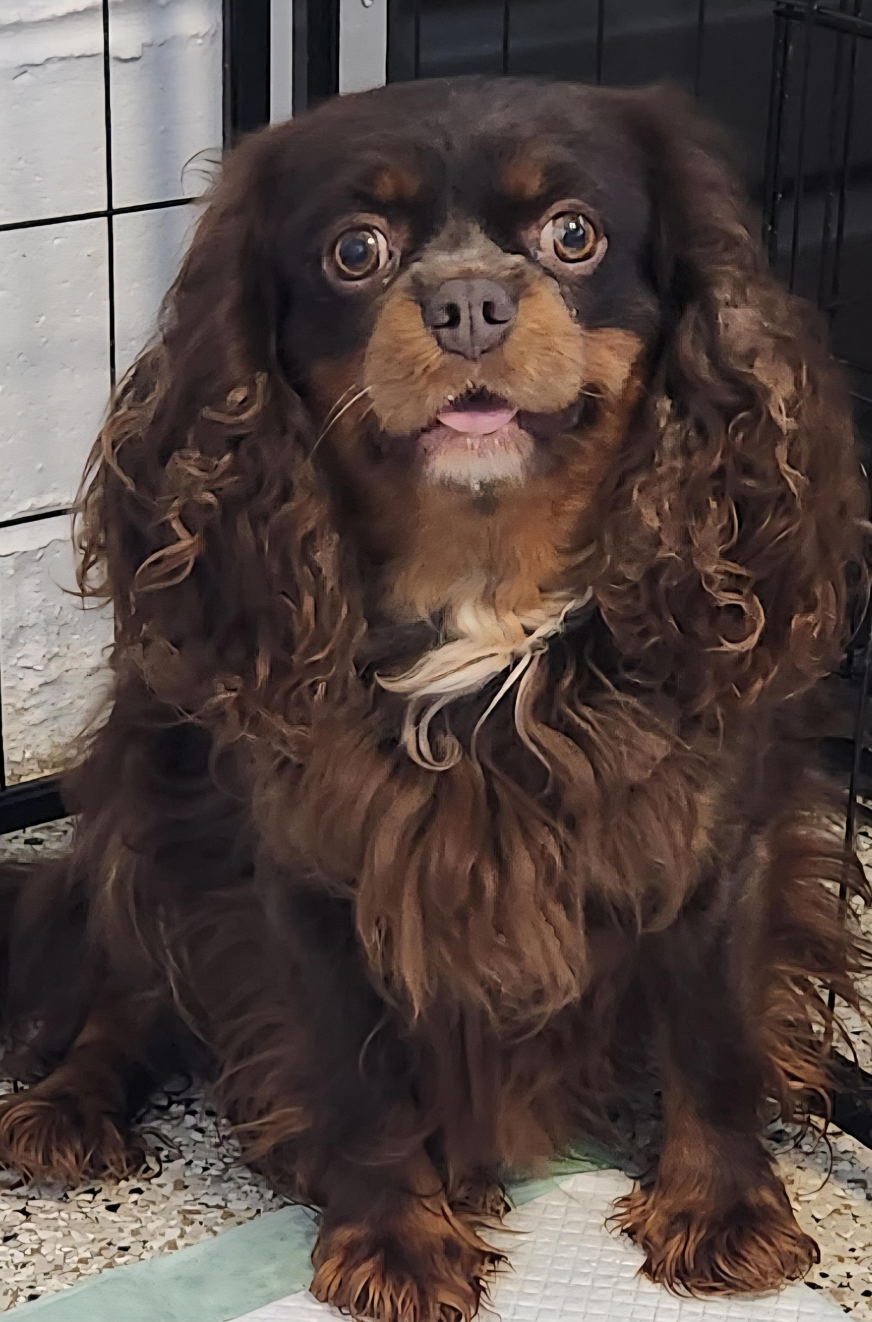 Elle, Adoptable, Adult Female Cavalier King Charles Spaniel.
