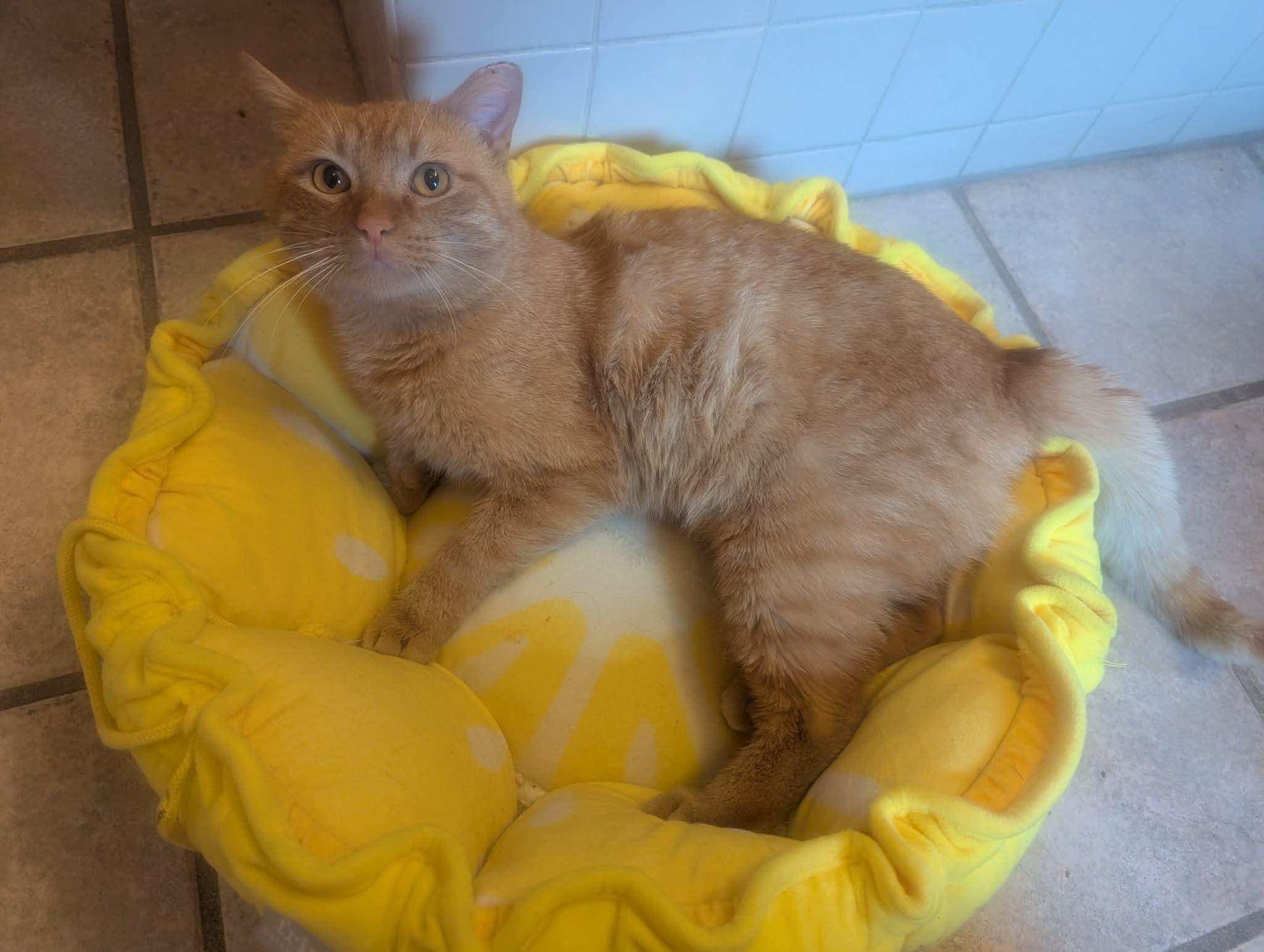 Enlarge Marlin, a ADOPTABLE Domestic Short Hair in Milwaukee, WI image 3/3