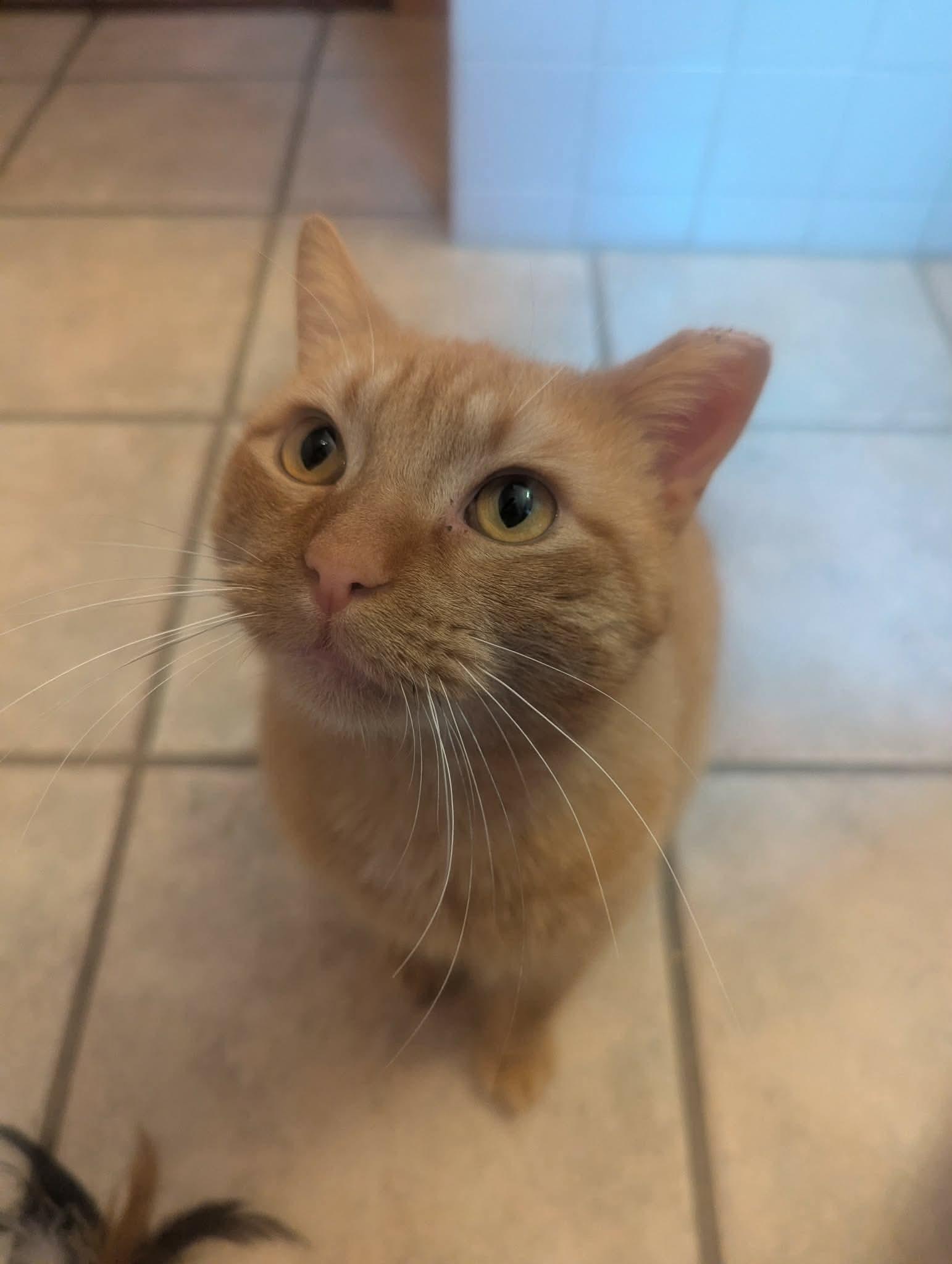 Marlin, ADOPTABLE, Young Male Domestic Short Hair.