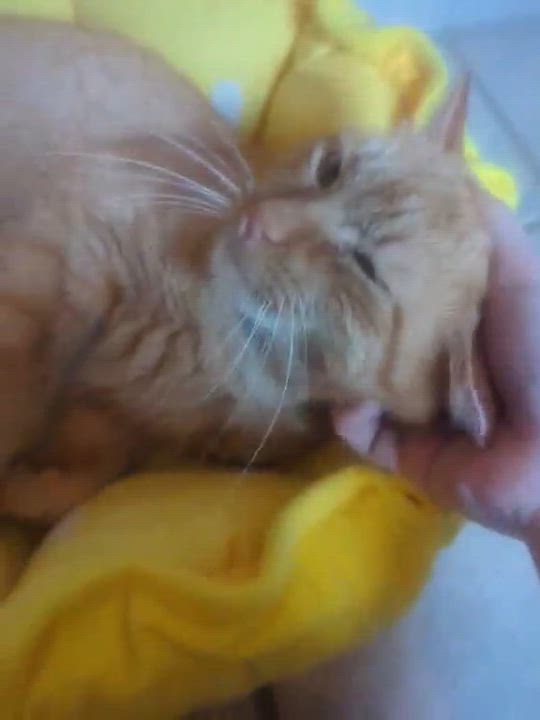 Enlarge Marlin, a ADOPTABLE Domestic Short Hair in Milwaukee, WI video 2/3