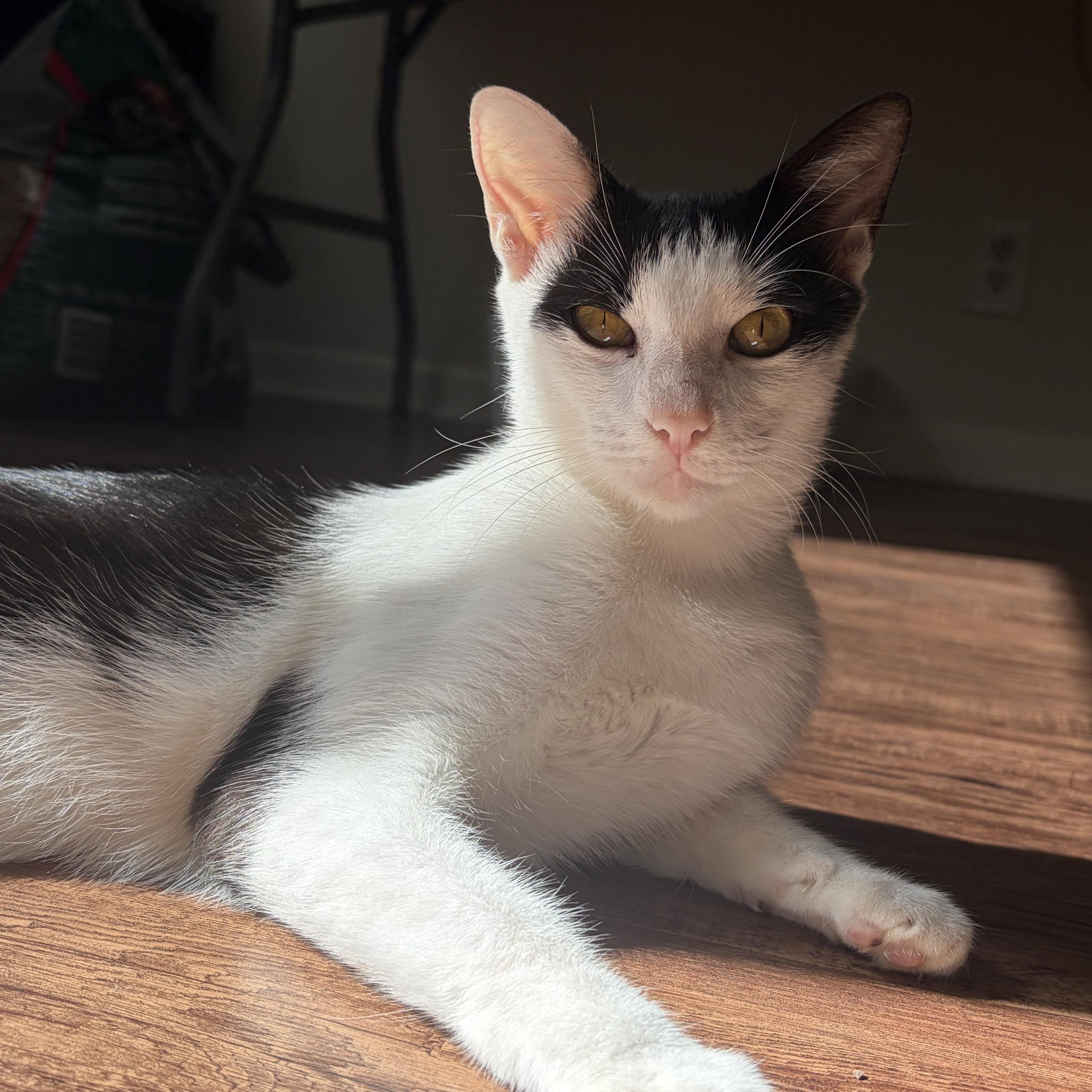 Enlarge Petunia, a Adoptable mixed breed in Champaign, IL image 2/5