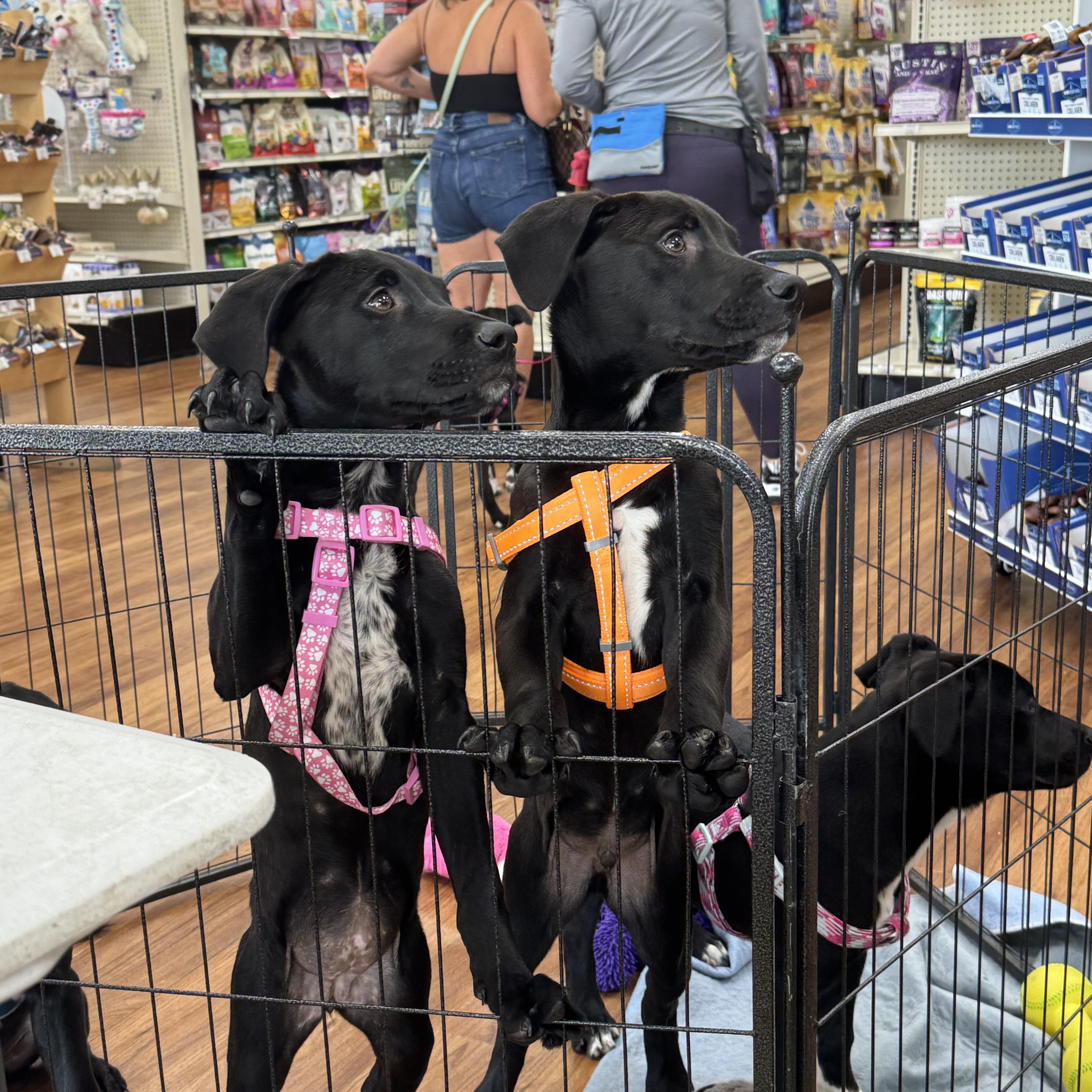 Sweet Pea thumbnail 3