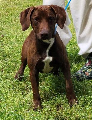 260309 Jiffy, a Adoptable mixed breed in Wetumpka, AL image 1/3