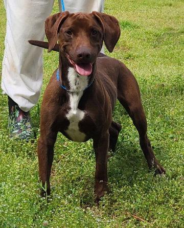 260309 Jiffy, a Adoptable mixed breed in Wetumpka, AL image 2/3