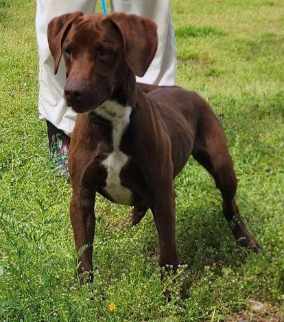 260309 Jiffy, Adoptable, Young Male Labrador Retriever & Hound.