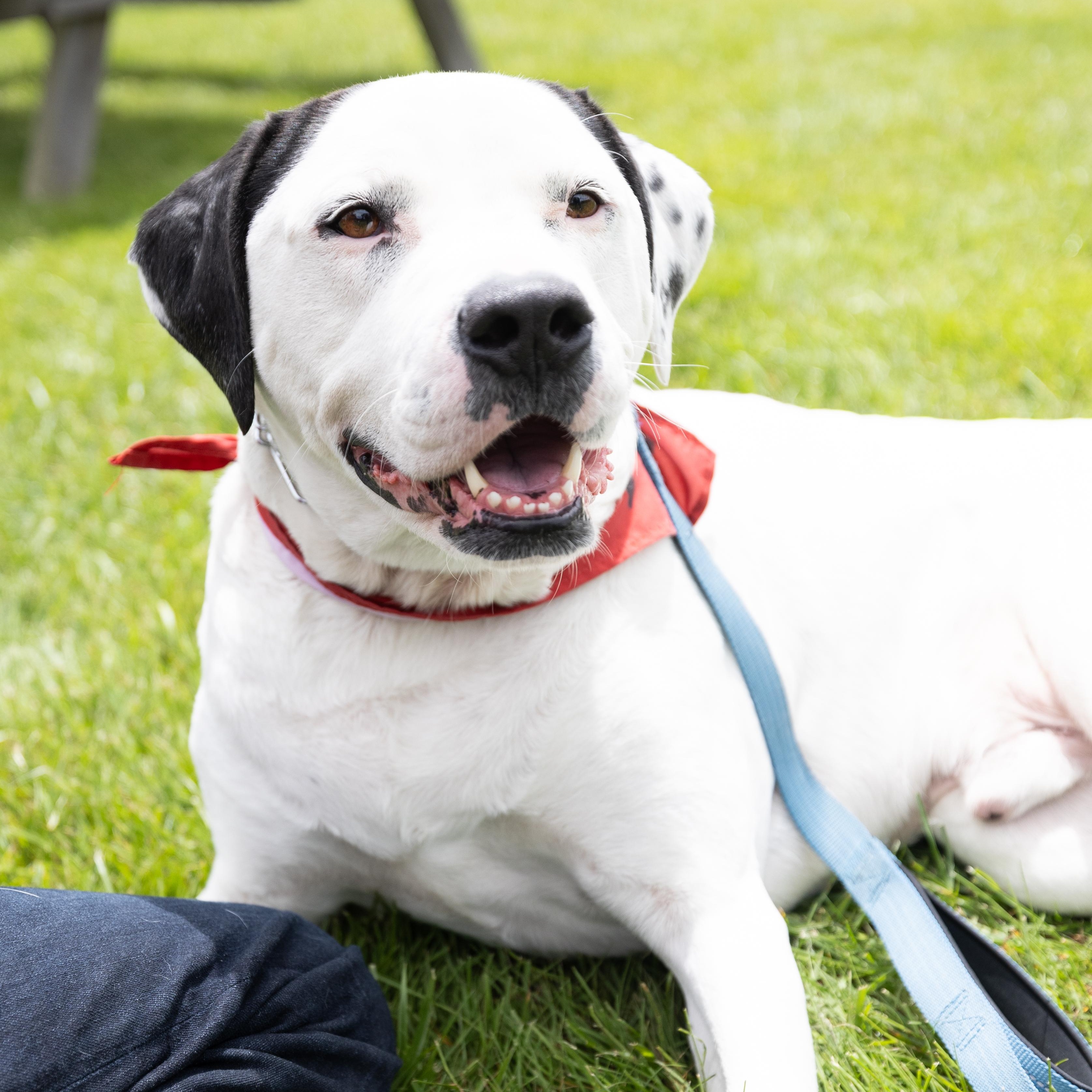 Dog available for adoption - None