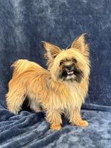 Houdini, adopted, Adult Male Yorkshire Terrier.