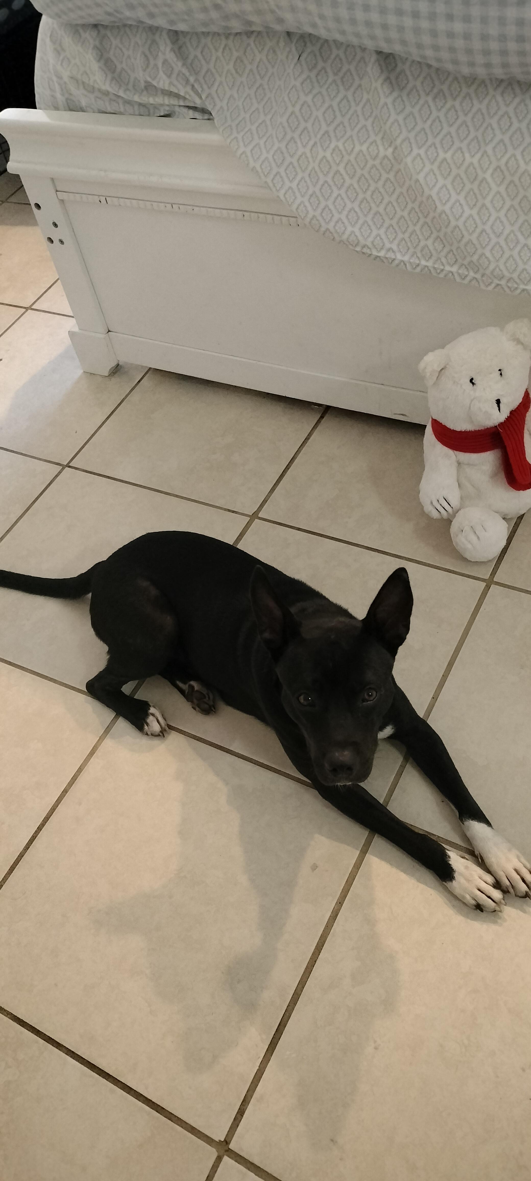 Willow, a ADOPTABLE mixed breed in Port Saint Lucie, FL image 2/5