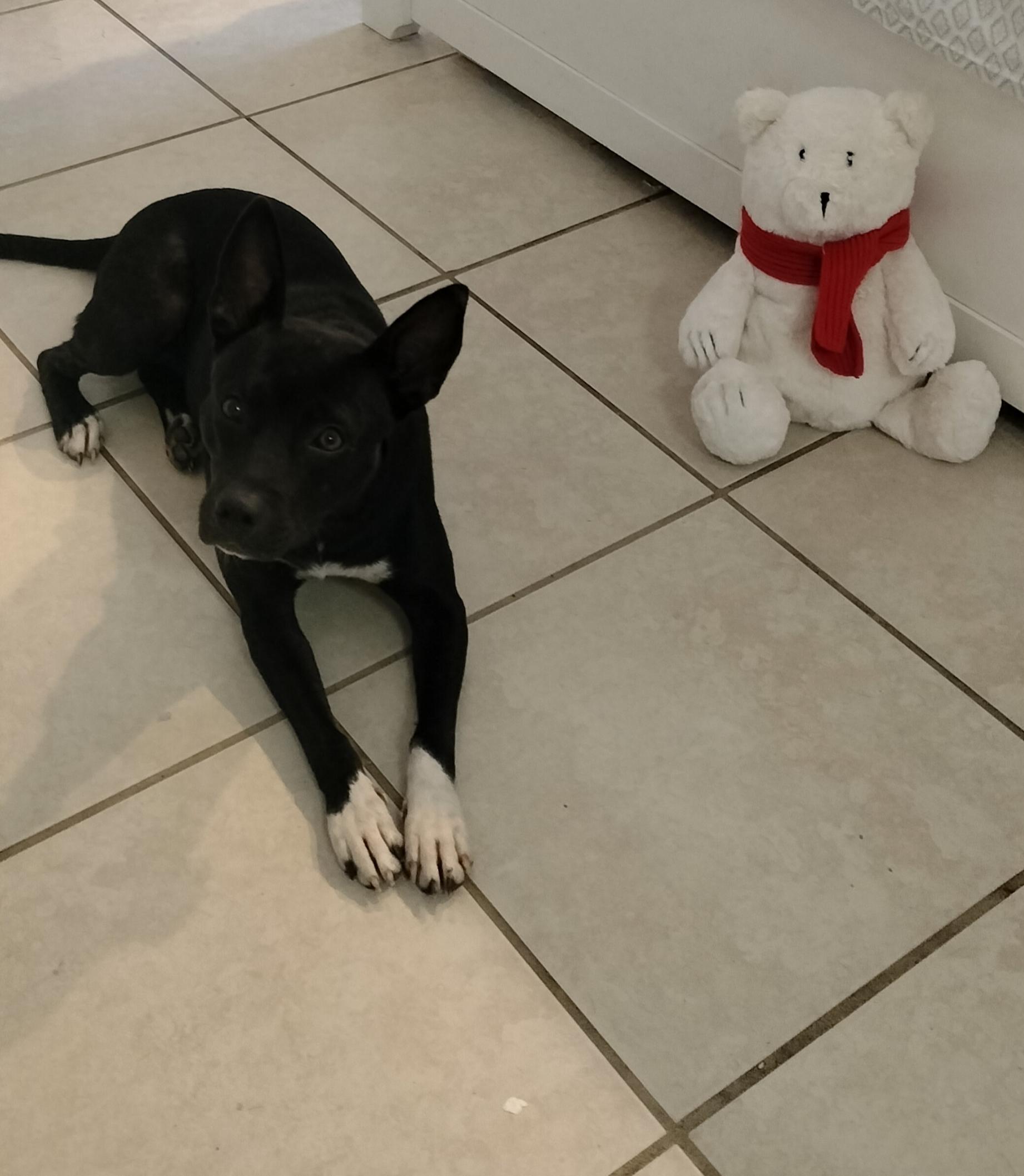 Willow, a ADOPTABLE mixed breed in Port Saint Lucie, FL image 3/5