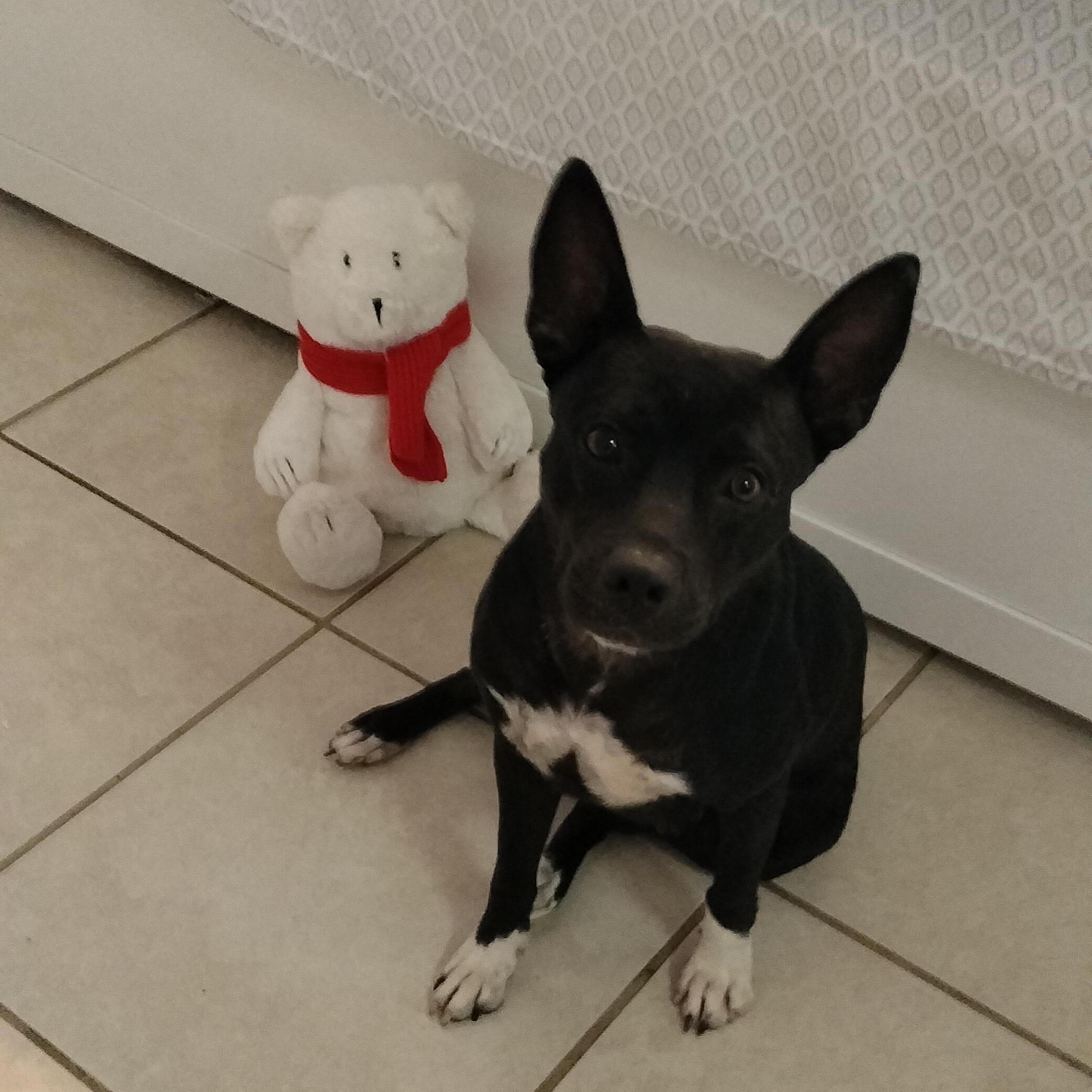 Willow, ADOPTABLE, Young Female Australian Kelpie.