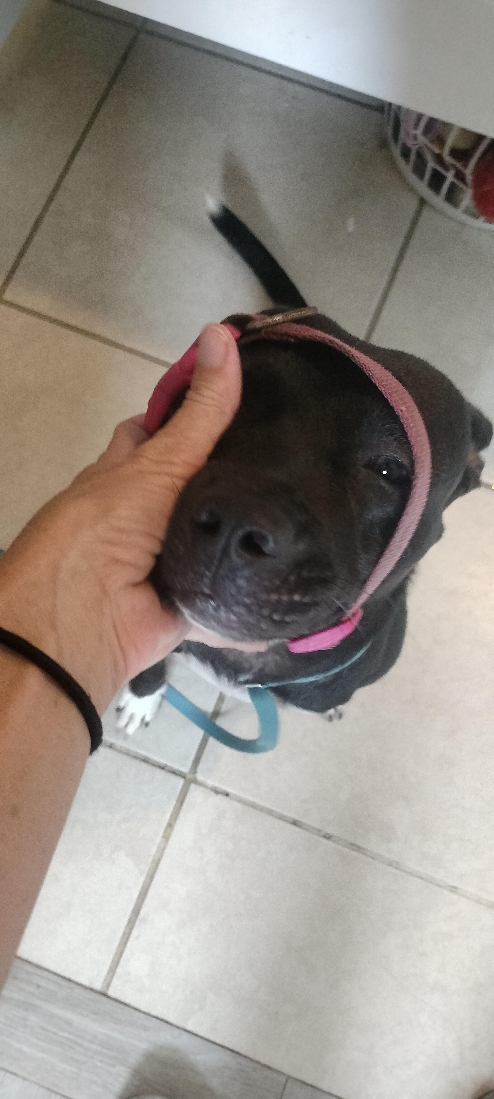 Willow, a ADOPTABLE mixed breed in Port Saint Lucie, FL image 5/5