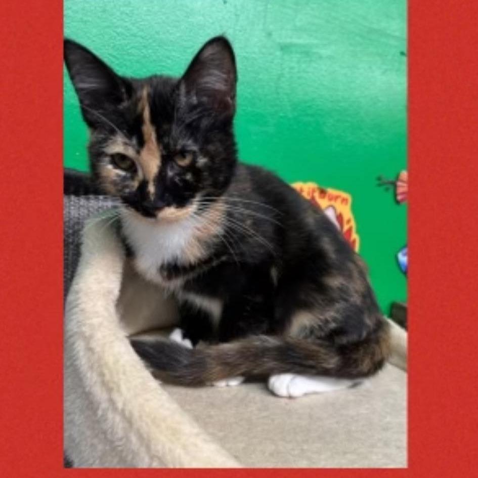 Finney F-21694, Adoptable, Kitten Female Domestic Short Hair.